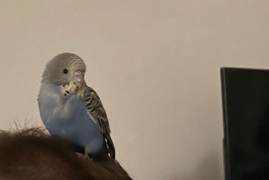 Fundmeldung Vogel Unbekannt Berlin Deutschland Fundmeldung Vogel Unbekannt Berlin Deutschland