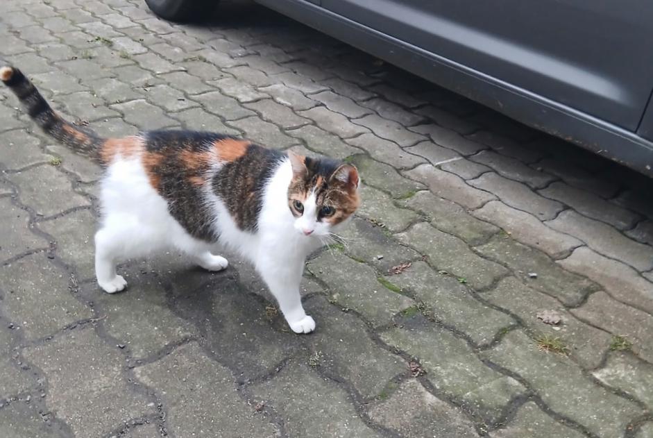 Ontdekkingsalarm Kat Onbekend Berlin Duitsland Ontdekkingsalarm Kat Onbekend Berlin Duitsland